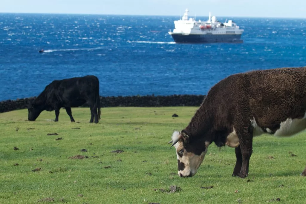 tristan da cunha cows