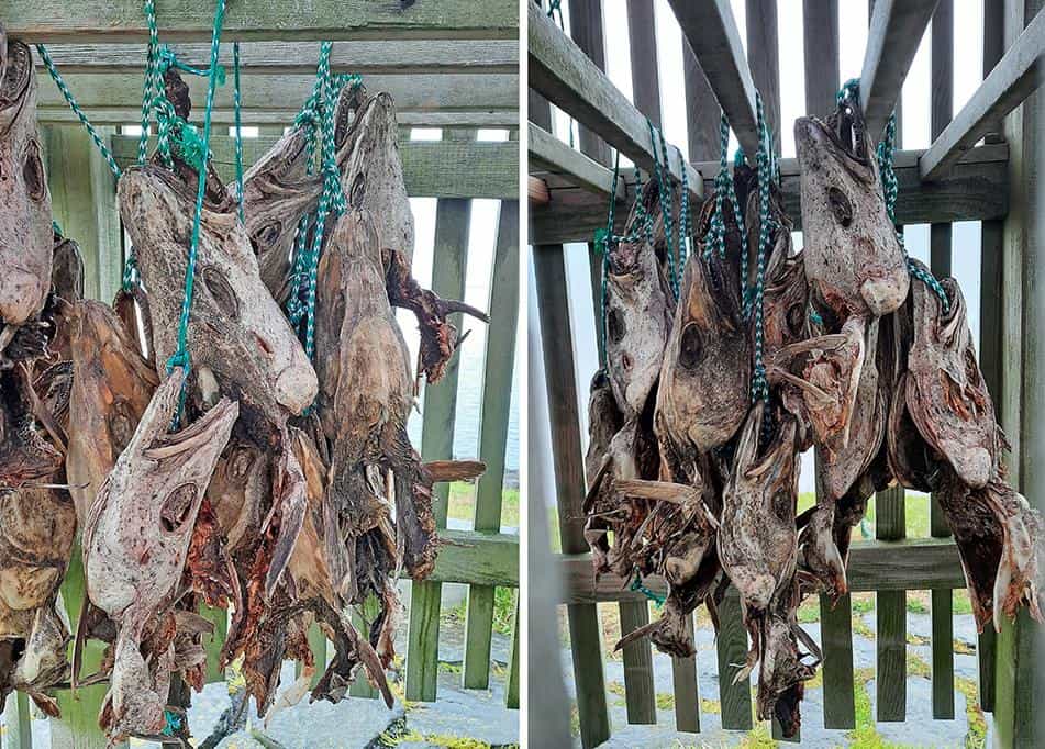 thufa iceland dried fish