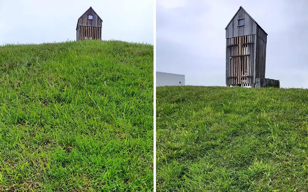 thufa iceland grass