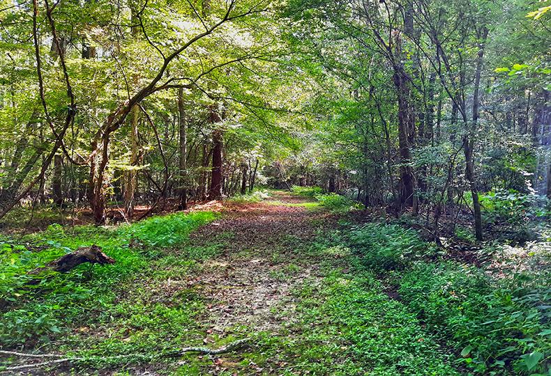 merchants millpond park north carolina us bennetts creek trail pathway