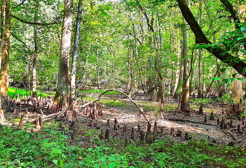 merchants millpond park north carolina us bennetts creek trail trees
