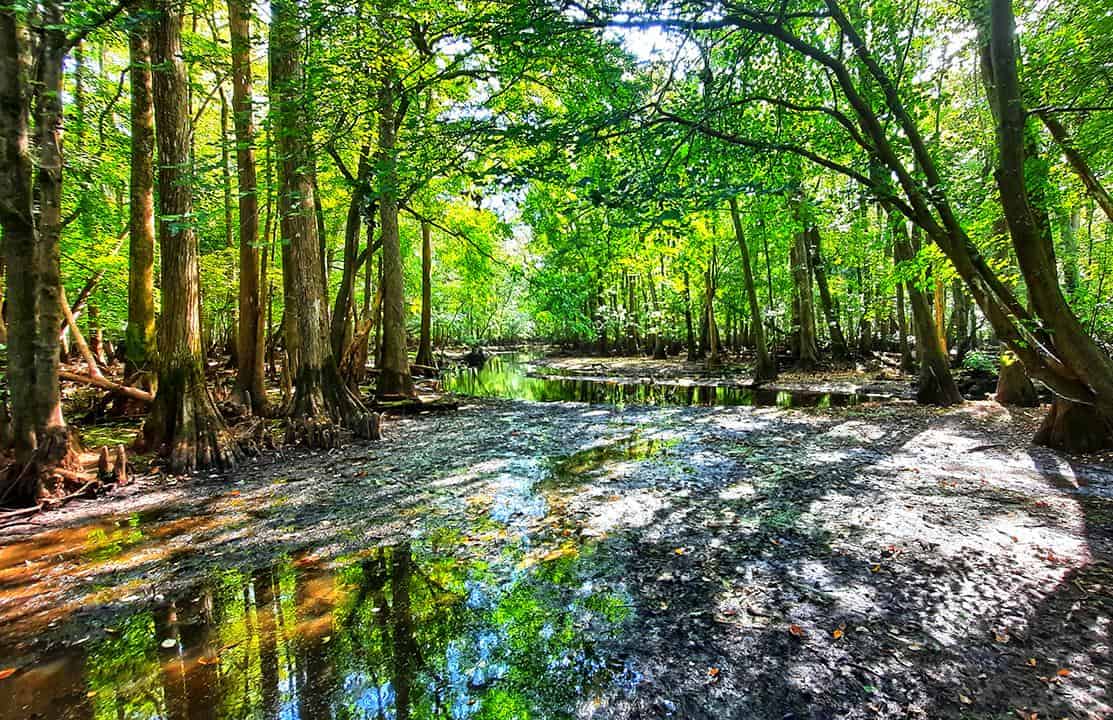 merchants millpond park north carolina us black swamp
