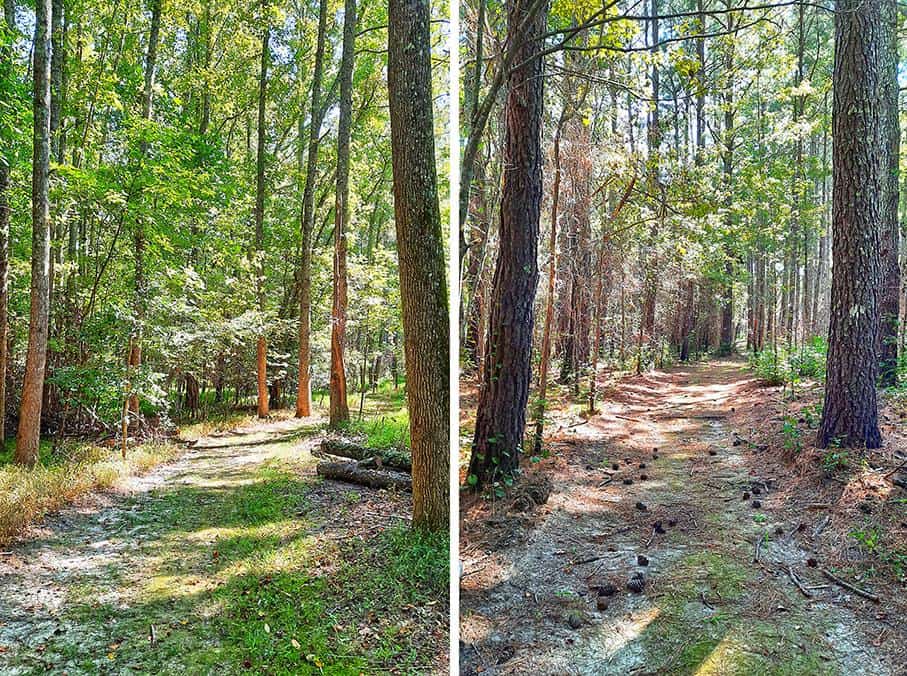 merchants millpond park north carolina us coleman trail forest