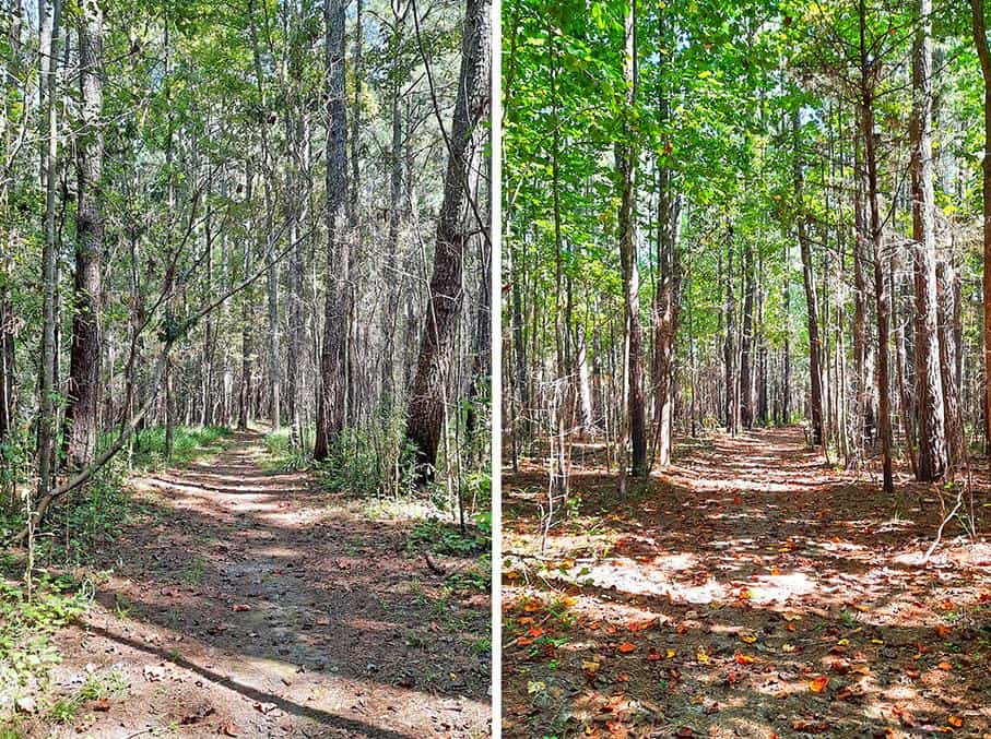merchants millpond park north carolina us coleman trail pathway forest