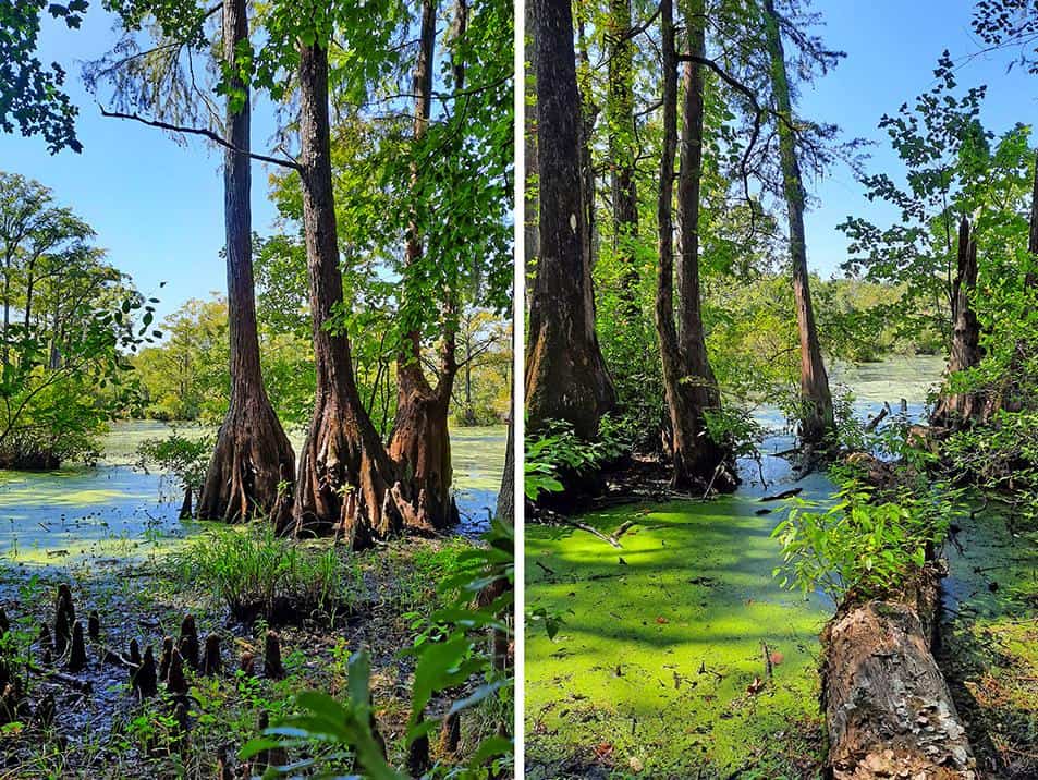 merchants millpond park north carolina us cypress point trail swamp