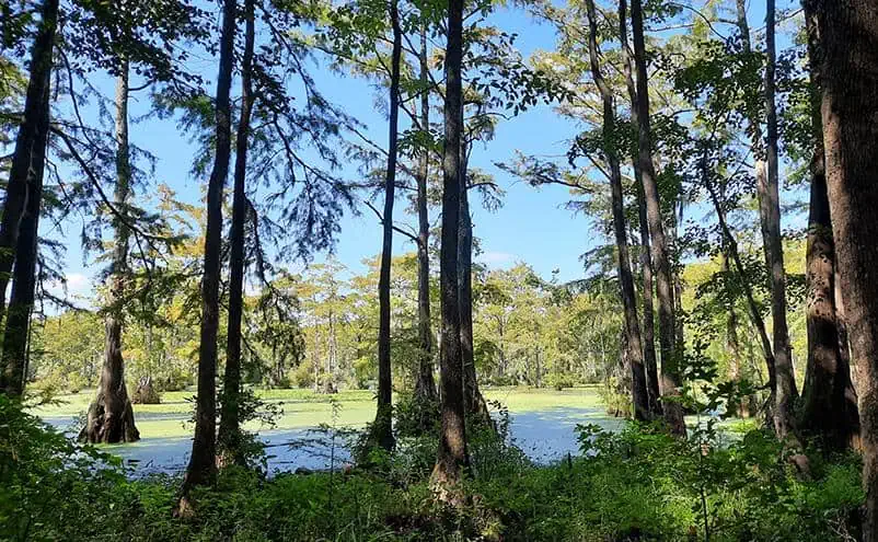 merchants millpond park north carolina us forest swamp coleman trail