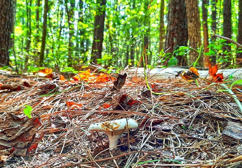 merchants millpond park north carolina us mushroom