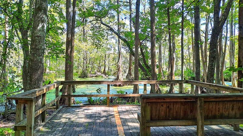 merchants millpond park north carolina us swamp bench