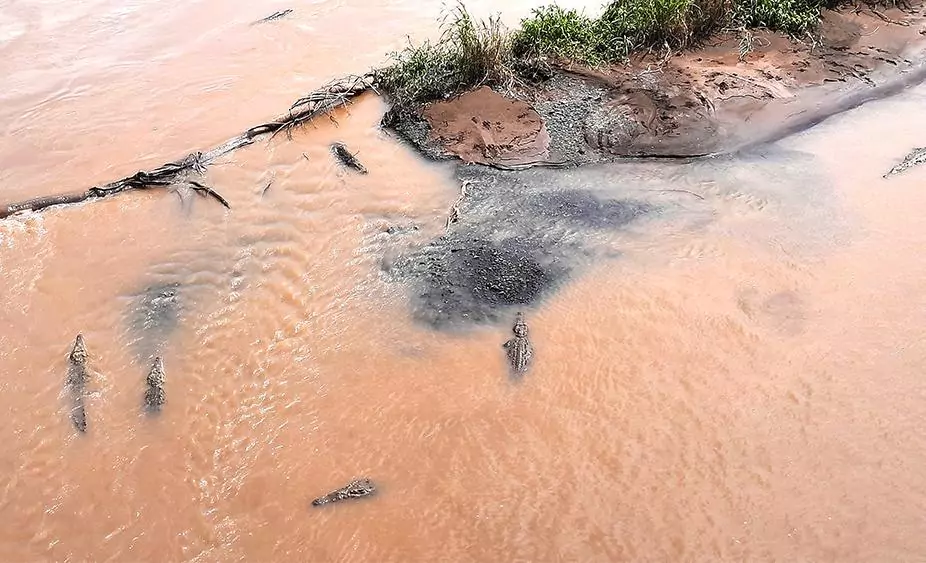 crocodile bridge costa rica animals