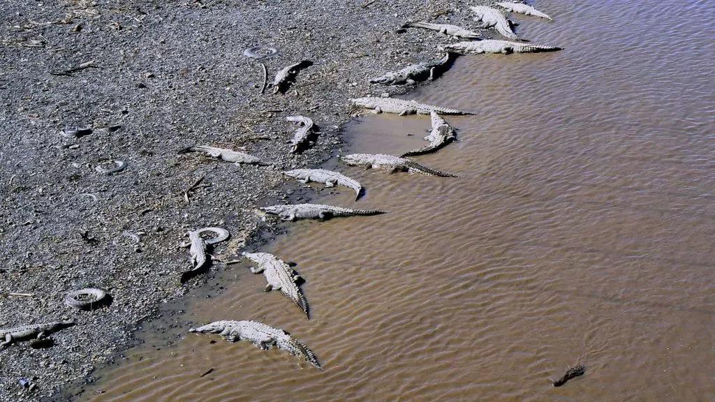 crocodile bridge costa rica beach