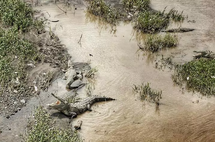 crocodile bridge costa rica hungry