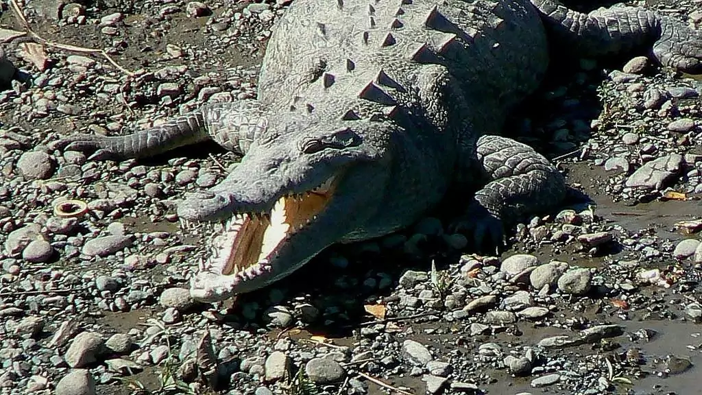 crocodile bridge costa rica open mouth