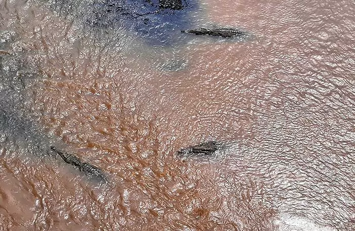 crocodile bridge costa rica swimming