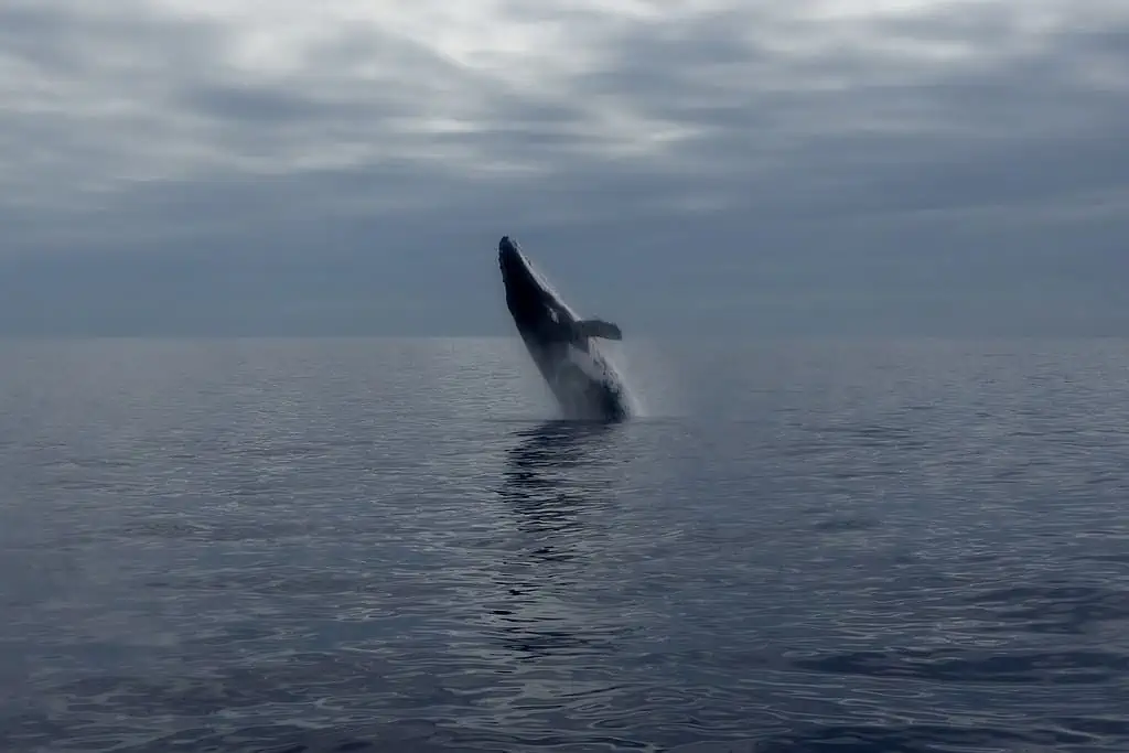 Humpback Whale Tonga