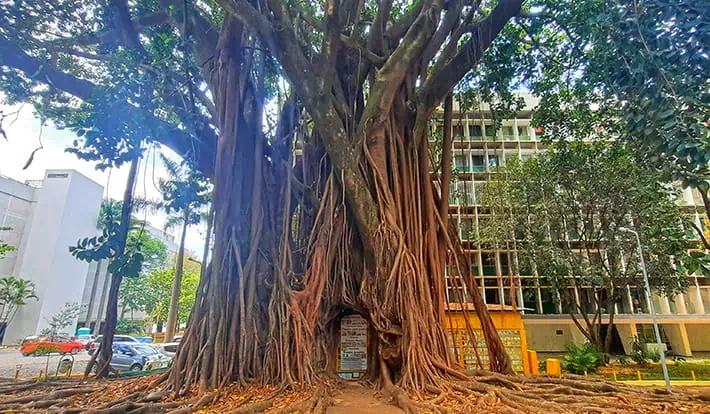 Tunel do Ficus Brasilia Brazil Ficus tunnel tree 7