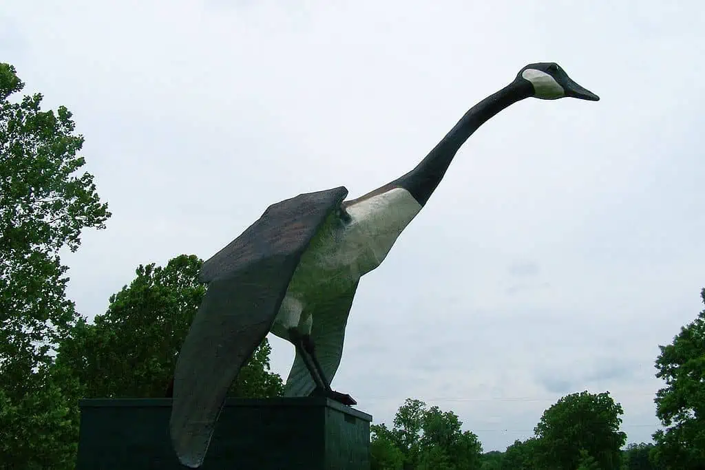 Maxie the World Largest Goose Sumner Missouri US 2