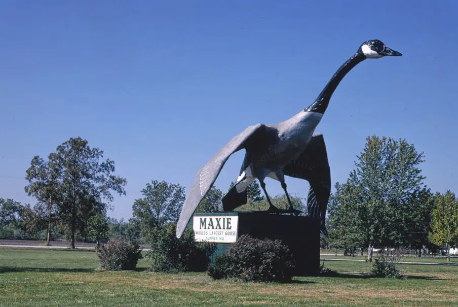 Maxie the World Largest Goose Sumner Missouri US 4