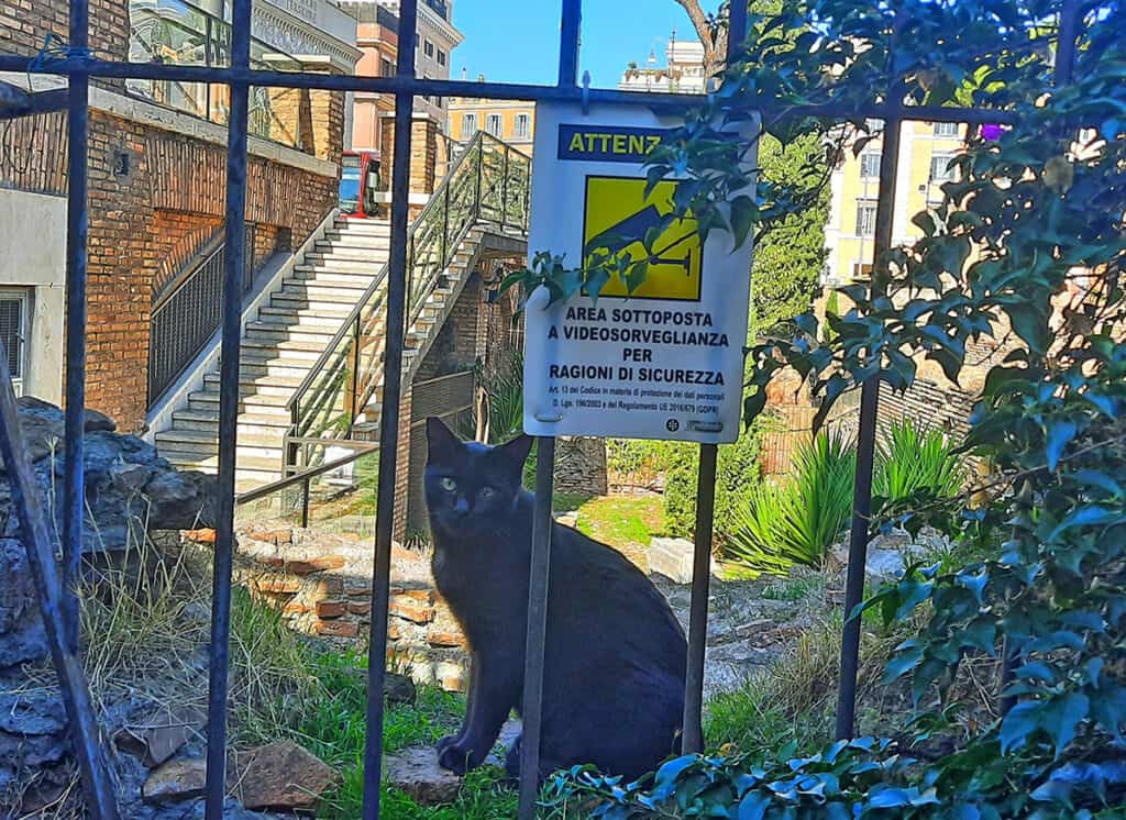 Torre Argentina Cat Colony Rome Italy 13