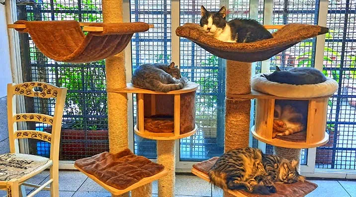 Torre Argentina Cat Colony Rome Italy 5