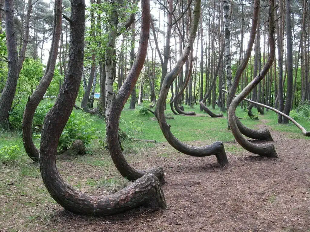Crooked Forest Nowe Czarnowo Poland 2