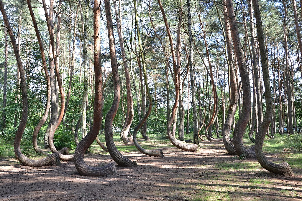 Crooked Forest Nowe Czarnowo Poland 5