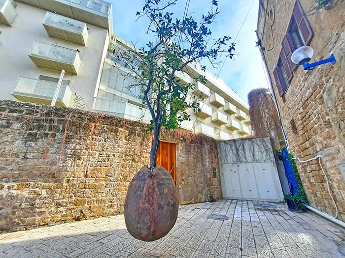Jaffa Suspended Orange Tree Tel Aviv Israel 1