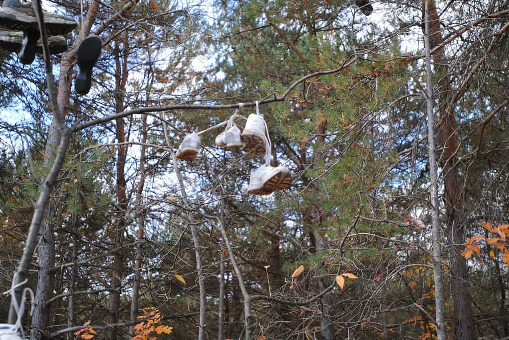 Kalkaska Shoe Tree Michigan US 1