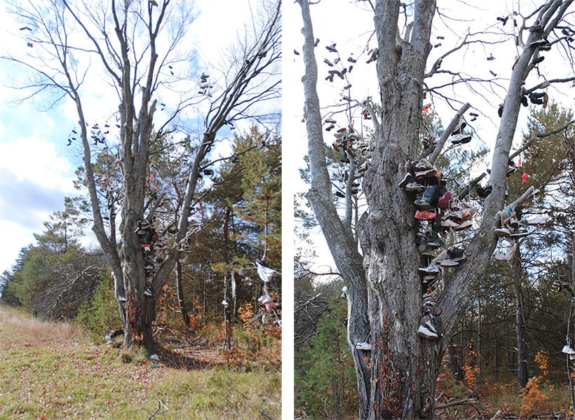 Kalkaska Shoe Tree Michigan US 2