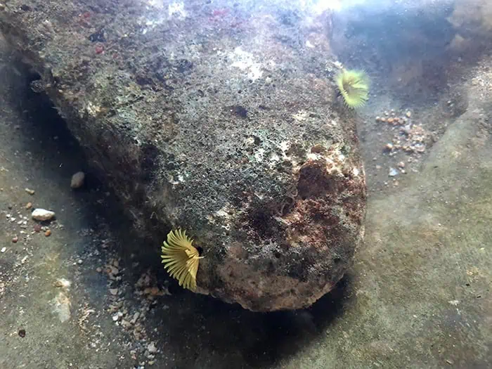 Animal Flower Cave Barbados 6